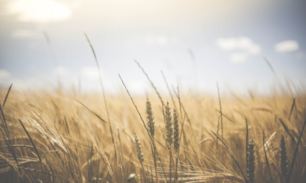 CIZAÑA EN NUESTRA VIDA