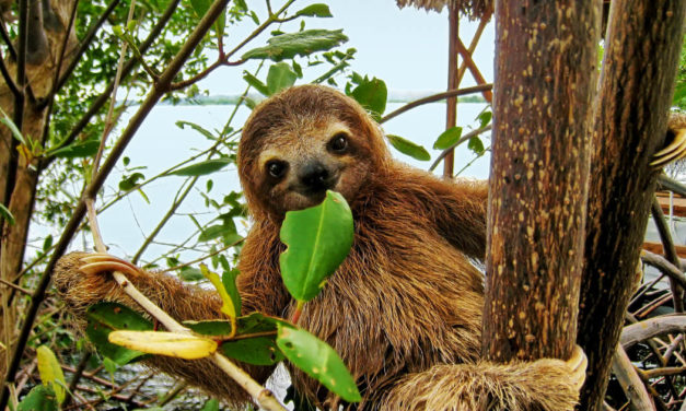 Lento por una razón