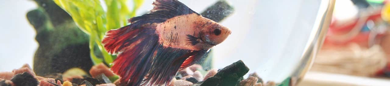 ÉL SABE TODO LO QUE PASA