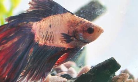 ÉL SABE TODO LO QUE PASA