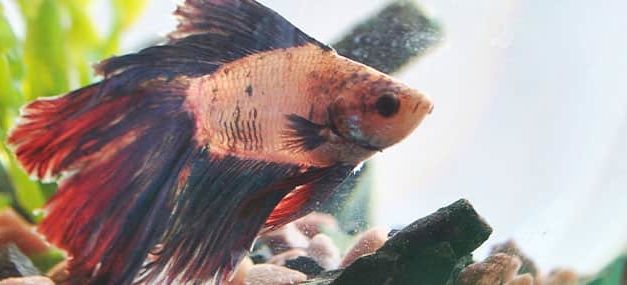 ÉL SABE TODO LO QUE PASA