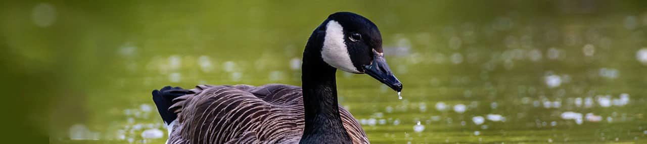 El ganso más triste