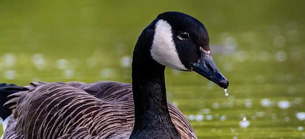 El ganso más triste