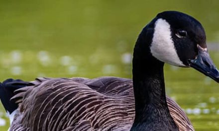 El ganso más triste