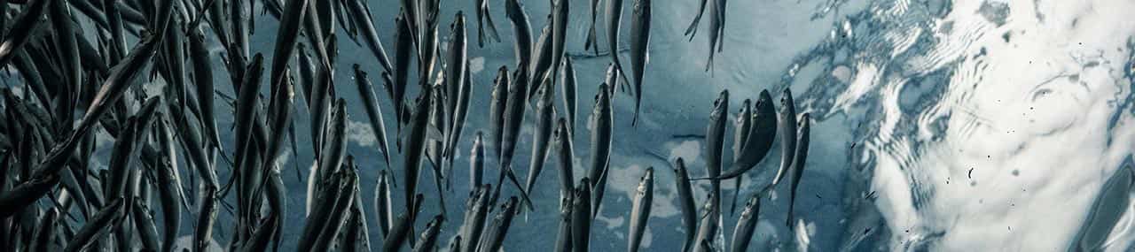 Un mundo de provisión