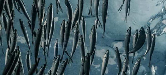 Un mundo de provisión