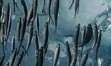 Un mundo de provisión