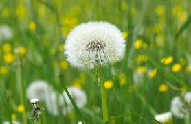 Inocencia encontrada