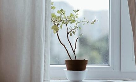 «Alimenta mis ovejas»