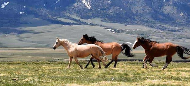 Correr hacia un desafío