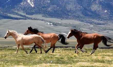 Correr hacia un desafío