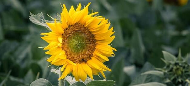 Puntos brillantes en lugares oscuros