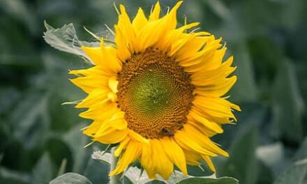 Puntos brillantes en lugares oscuros