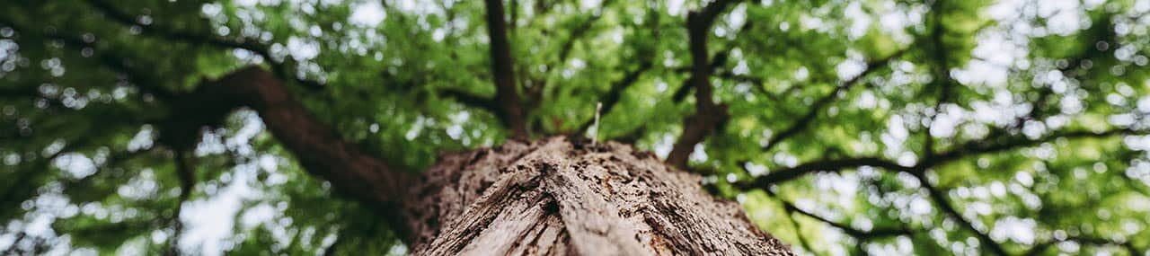 Si tan solo pudiéramos…