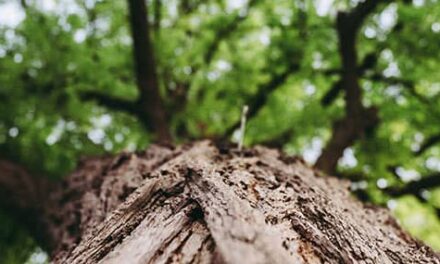 Si tan solo pudiéramos…