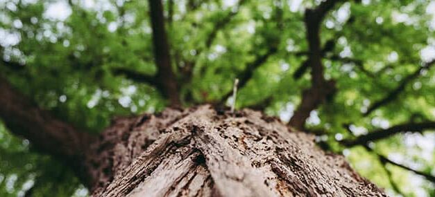 Si tan solo pudiéramos…