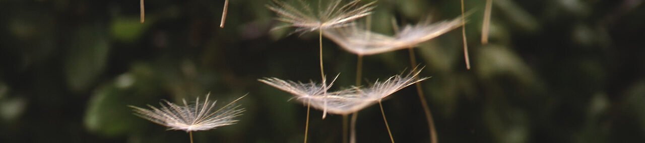 Respiración y brevedad