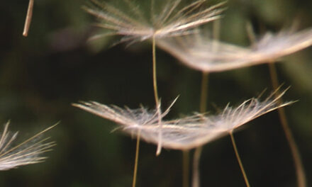 Respiración y brevedad