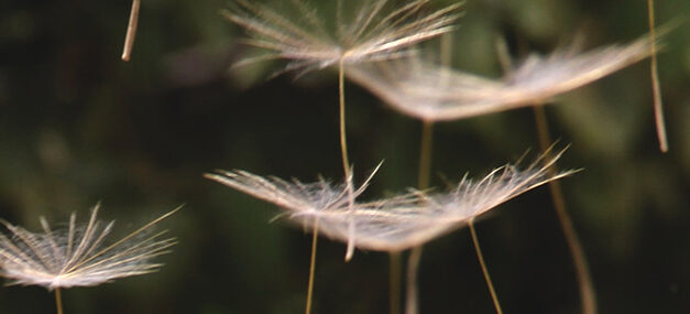 Respiración y brevedad