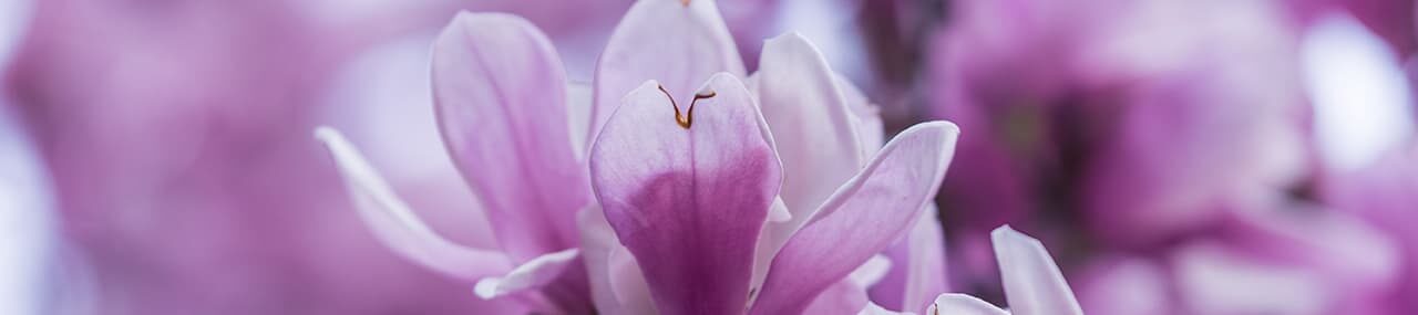 La naturaleza de Zax