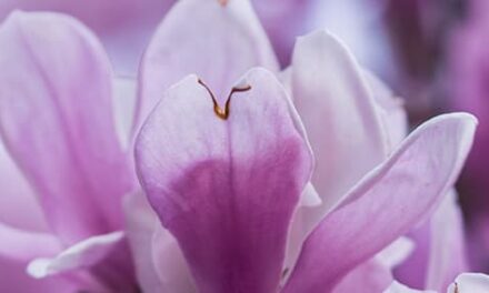 La naturaleza de Zax