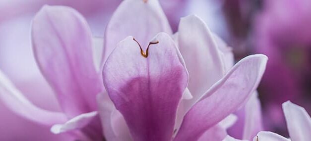 La naturaleza de Zax