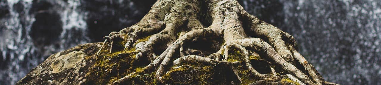 Sobrevivir a la sequía