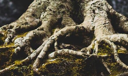 Sobrevivir a la sequía