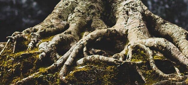 Sobrevivir a la sequía