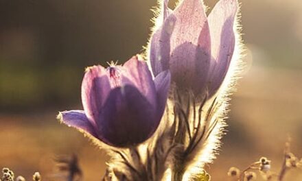 Escoger la esperanza