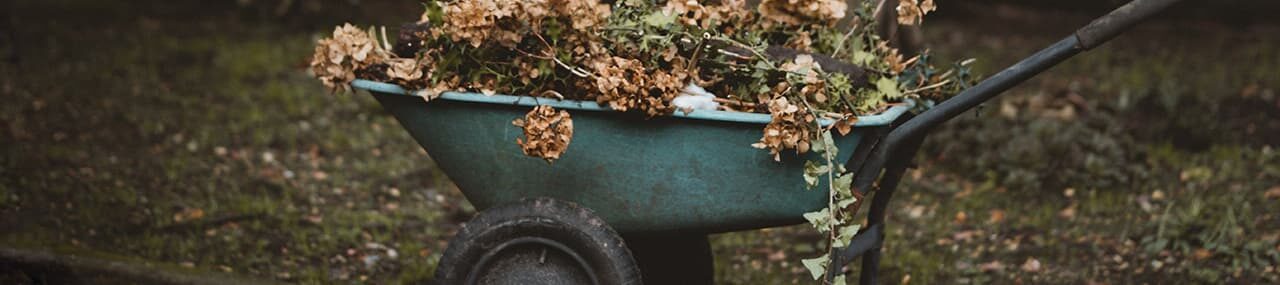 El encantador de árboles