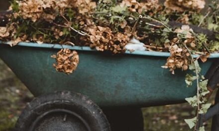 El encantador de árboles