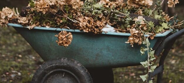 El encantador de árboles