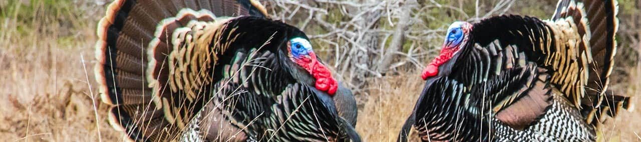 La enseñanza de los pavos