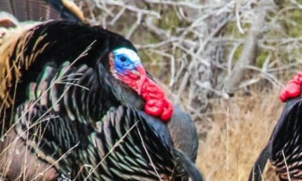 La enseñanza de los pavos