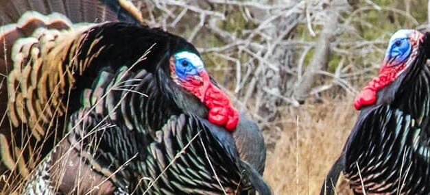 La enseñanza de los pavos