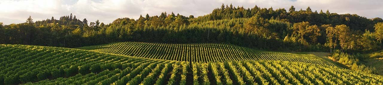 La cosecha más dulce