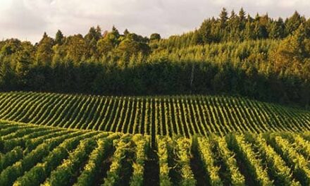 La cosecha más dulce