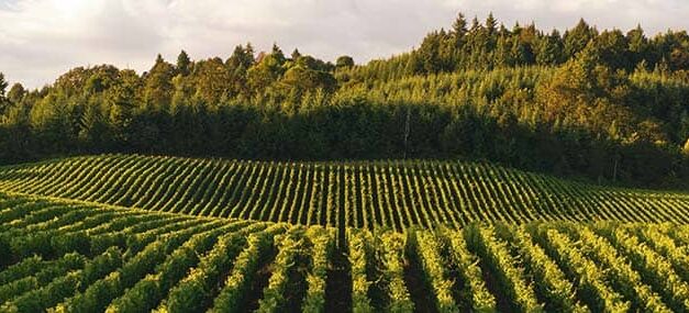 La cosecha más dulce