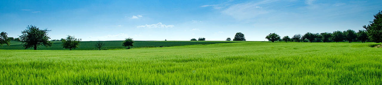 Busca el delicado pasto verde