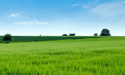 Busca el delicado pasto verde