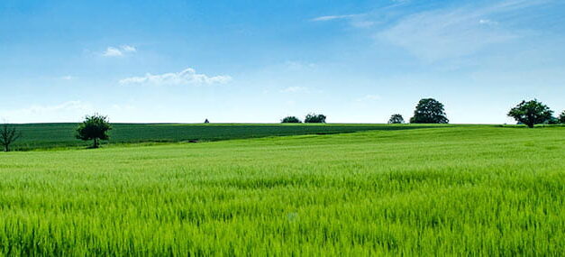 Busca el delicado pasto verde