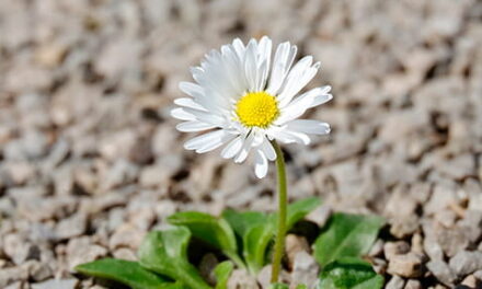 ¿Quién me necesita?