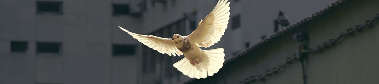 Cuando despunta la paz