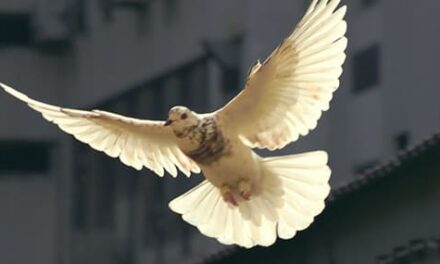 Cuando despunta la paz