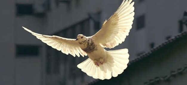 Cuando despunta la paz