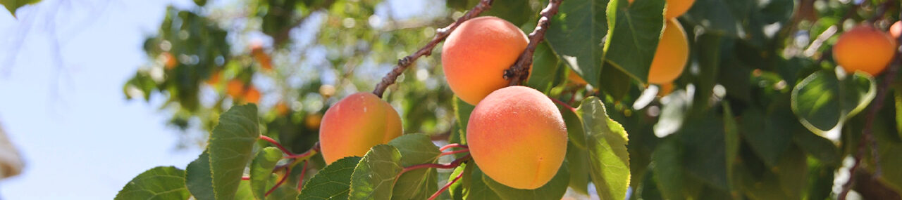 El fruto vende al árbol