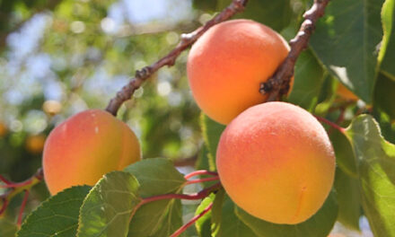 El fruto vende al árbol