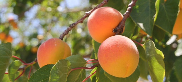El fruto vende al árbol