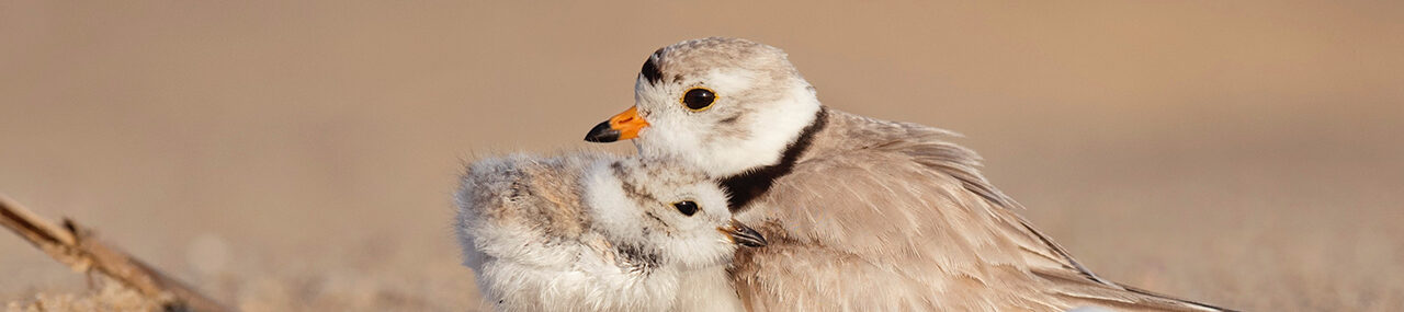 Dios pelea por nosotros